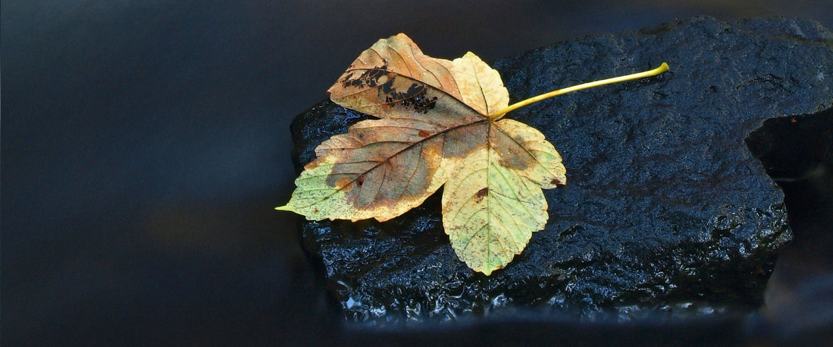 Efterårsblad på sten i vand_slider